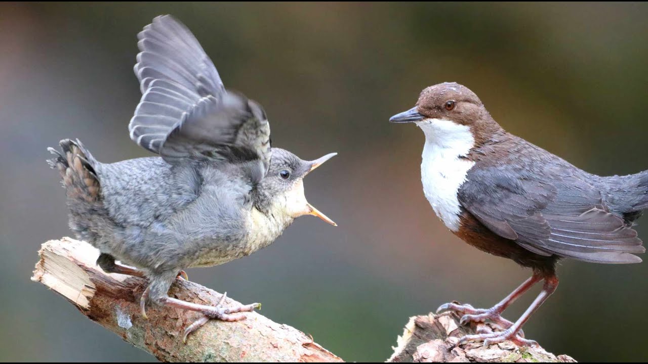 Vögel an der Goel - Brutzeit -