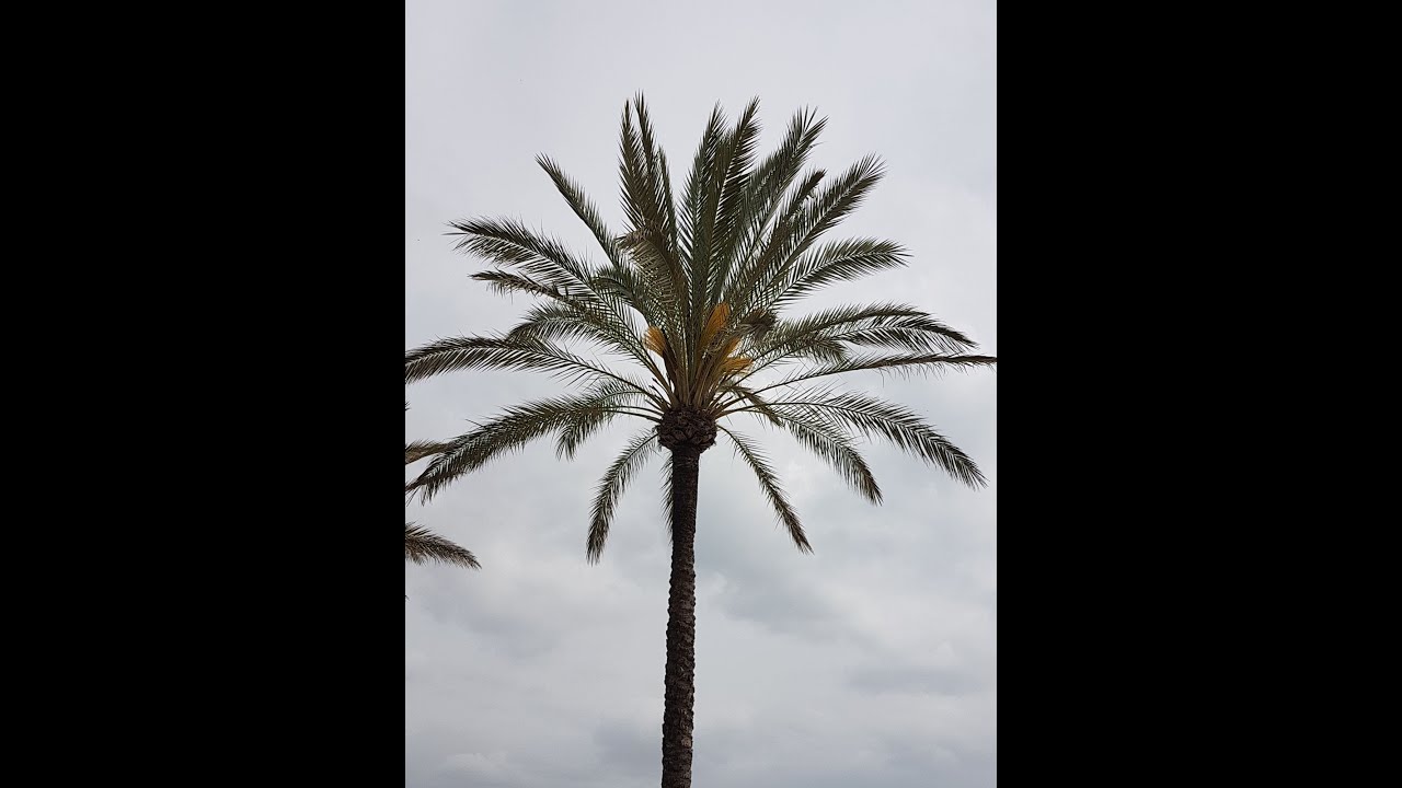 Hotel JS Palma Stay**** Can Pastilla Einblicke 2022