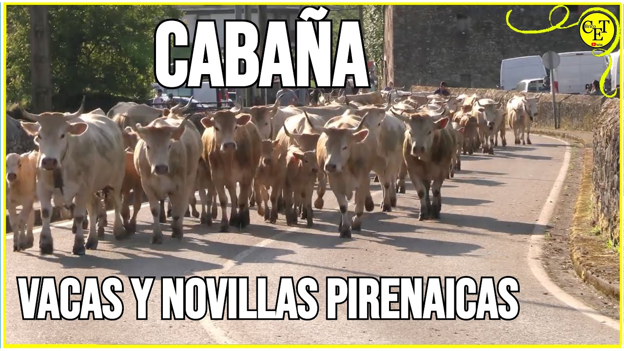 Cabaña de vacas y novillas Pirenaicas