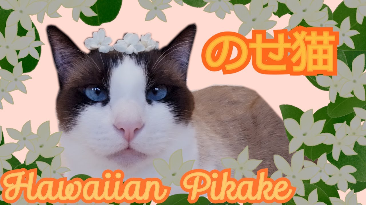 【のせ猫】ハワイアン・ピカケをのせる猫　A cat with Hawaiian jasmine on its body