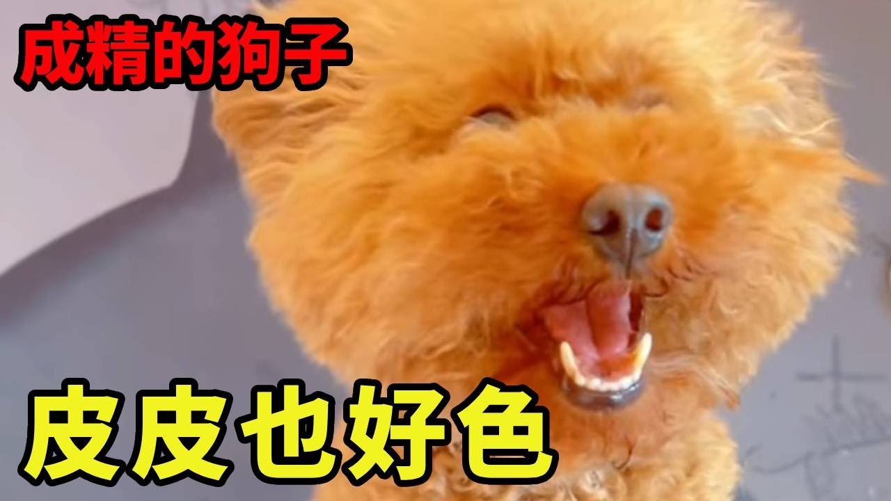 原来狗狗也好这一口！本来说啥也不去玩耍的皮皮，听见有帅气公狗立马精神了起来！