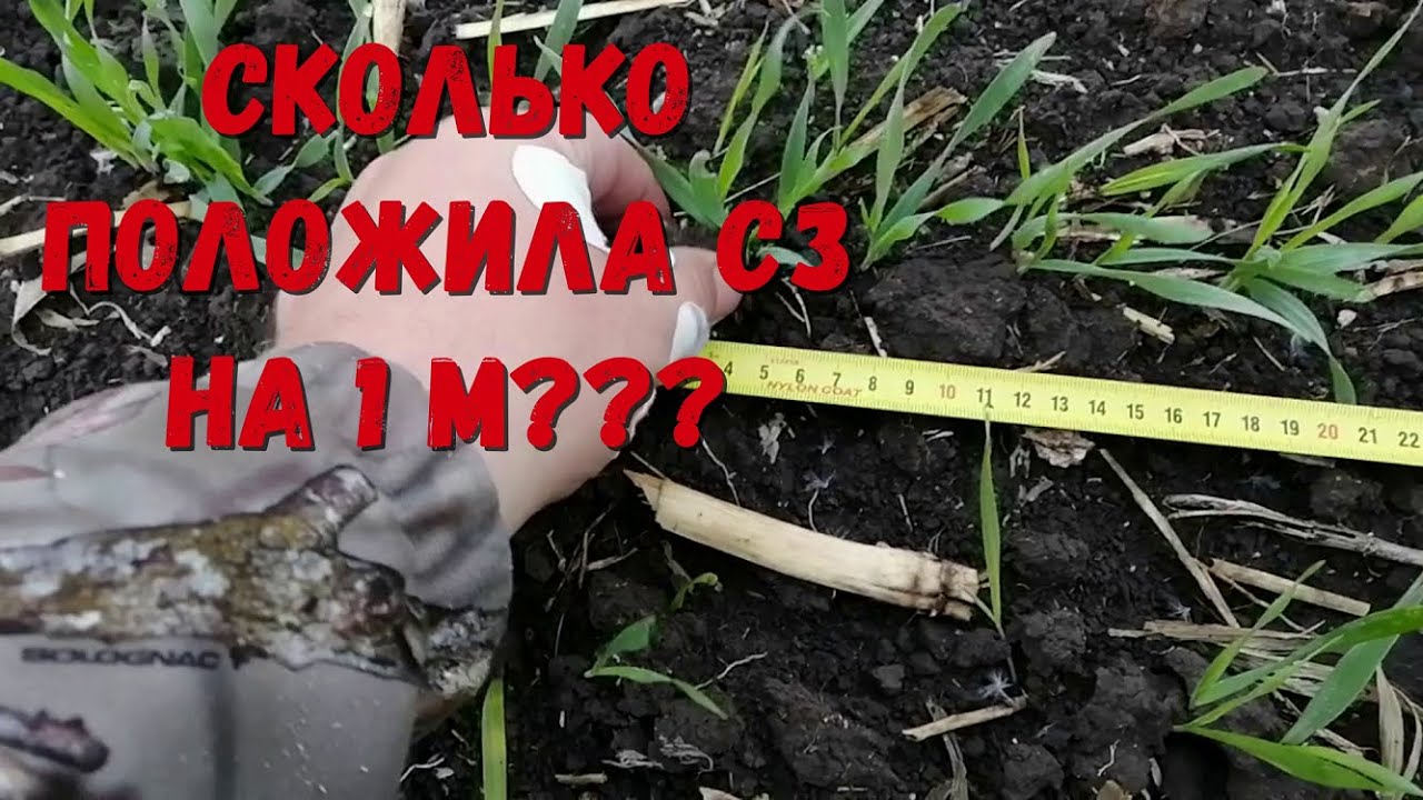 ВСХОДЫ ОЗИМОГО ЯЧМЕНЯ ПОСЛЕ ОБИЛЬНЫХ ДОЖДЕЙ!!!СКОЛЬКО ВЗОШЛО ЗЁРЕН НА 1М???