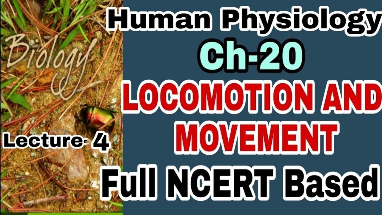 NCERT Ch-20 Locomotion and Movement Class XI Human Physiology lecture 4 Boards