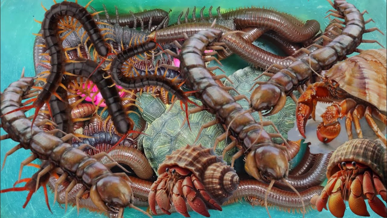 Menemukan Bekicot Pelangi, Kerang Laut, Kerang,Kelomang,kaki Seribu, Penyu,Luwing, Lipan,Katak#me411