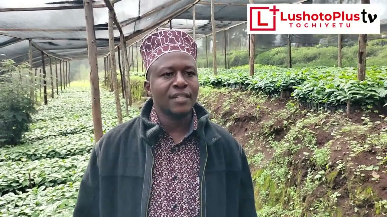 DIWANI WA KATA YA MANOLO APATIWA MICHE 10000 YA MIKAYAWA,KWAAJILI YA KUWAGAWIA WANANCHI WAKE.