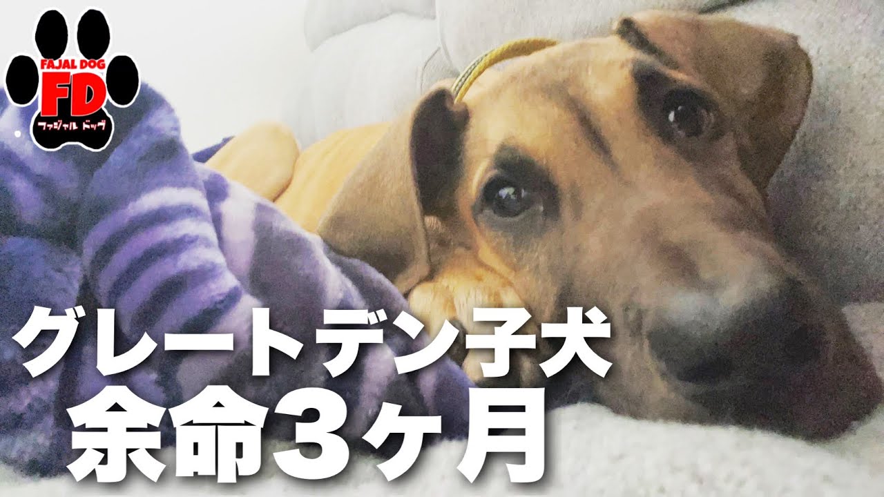 【重要】病名の報告と今後の投稿について重要なお知らせ。グレートデン子犬
