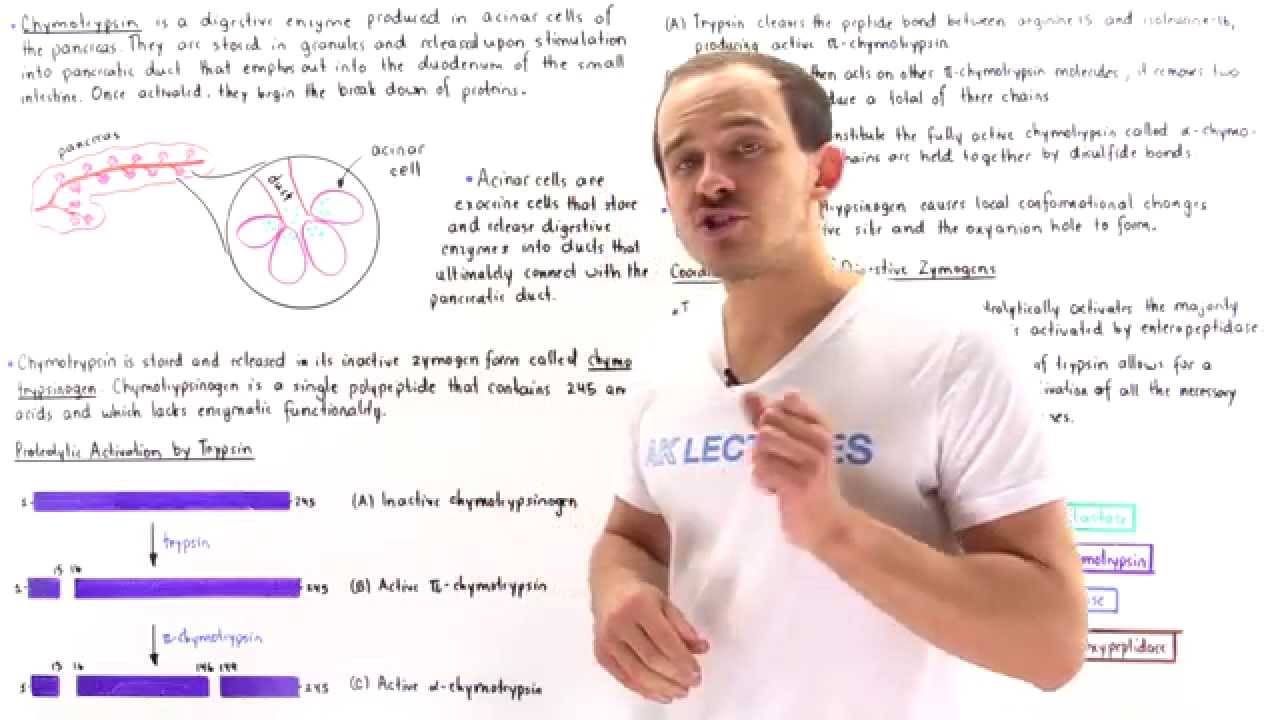 Proteolytic Cleavage of Digestive Enzymes