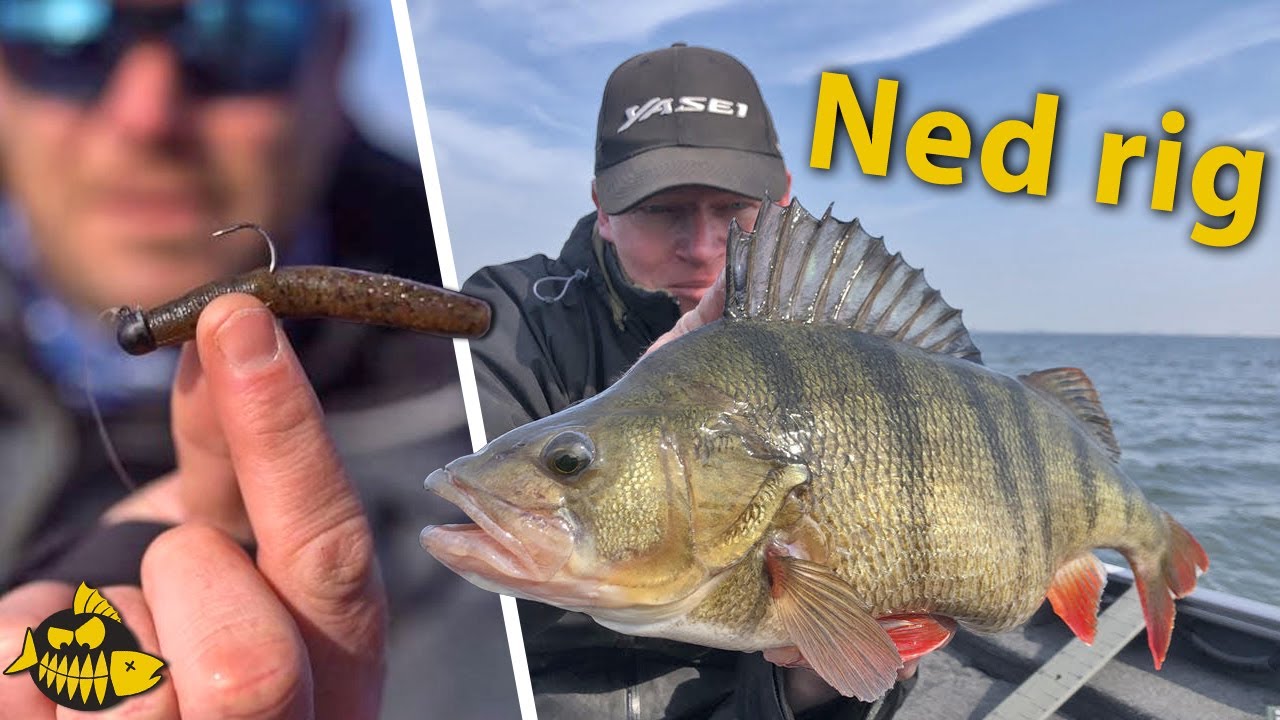 Alles over de Ned rig &ndash; perfect voor grote baars
