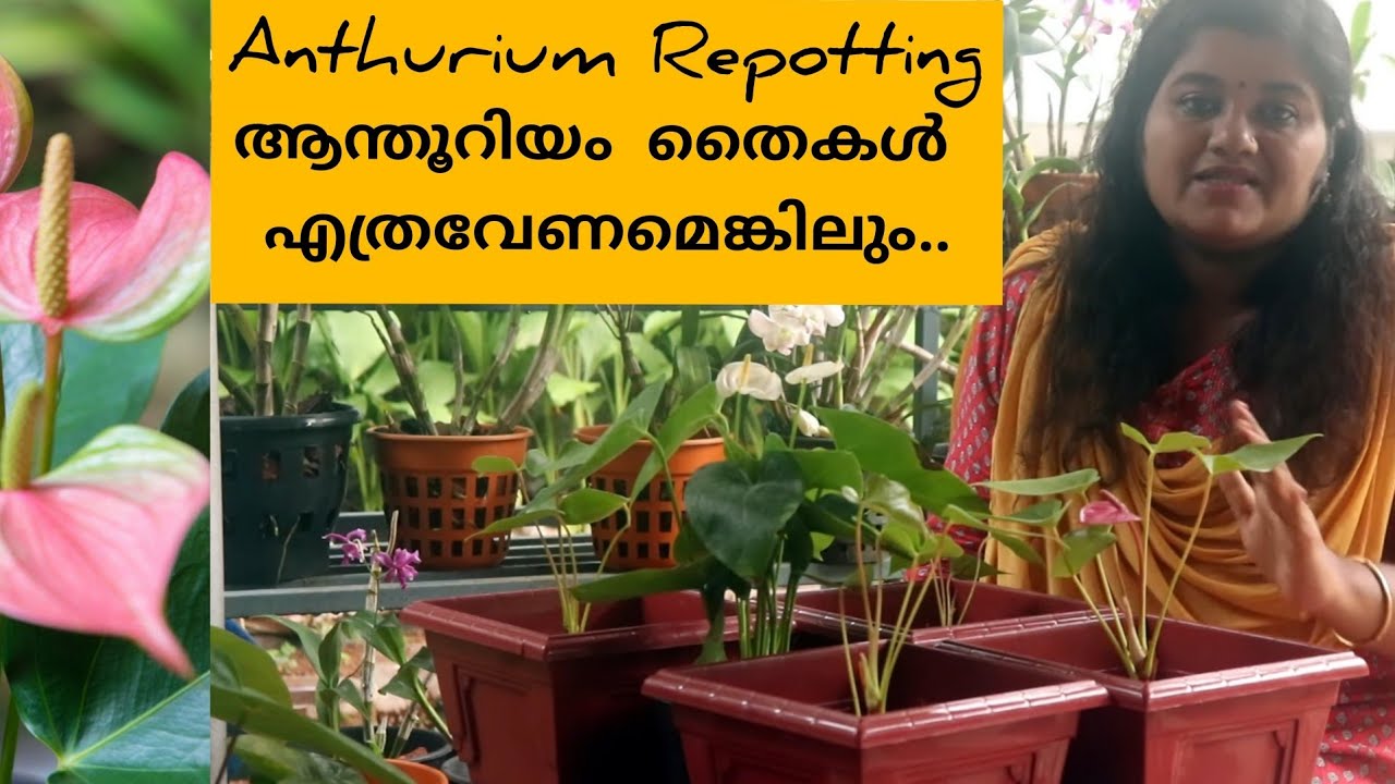 Anthurium Repotting ! Anthurium Care and Growing Tips ! ആന്തൂറിയം തൈകൾ നടുന്നത് എങ്ങനെ..