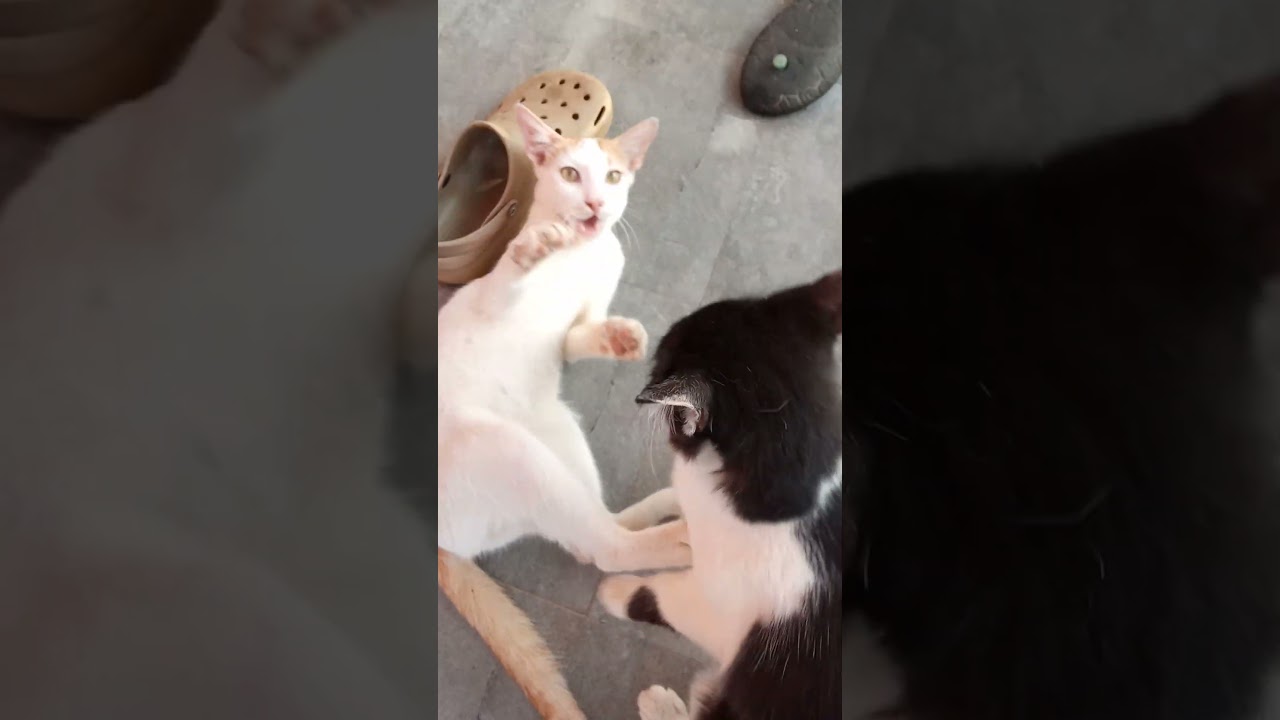 Rocky and maara is cute cat video