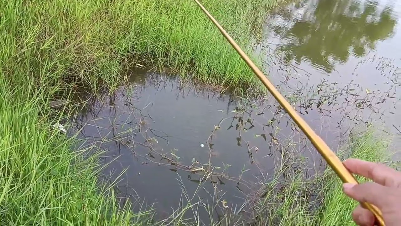 Mencari bibit ikan nila untuk di pelihara #mancing #mancingceria #mancingnila #ikan #nilaliar 
