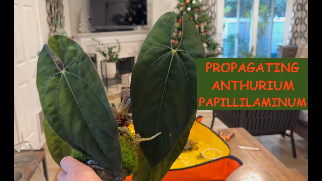 How To Propagate Anthurium Papillilaminum