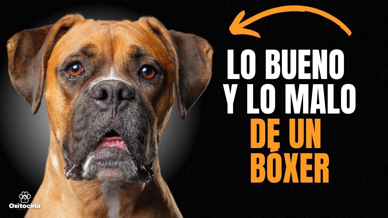 BÓXER: VENTAJAS Y DESVENTAJAS de tener uno.