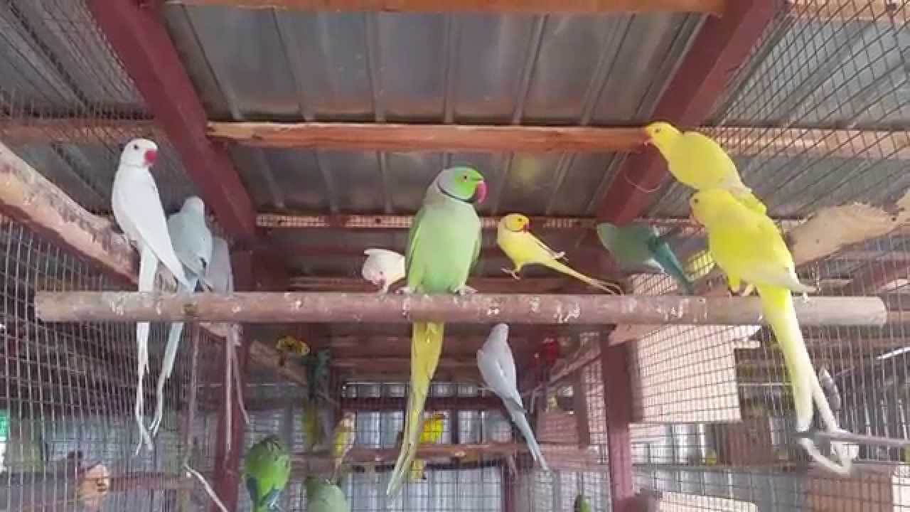 Ringnecks parrot pairs