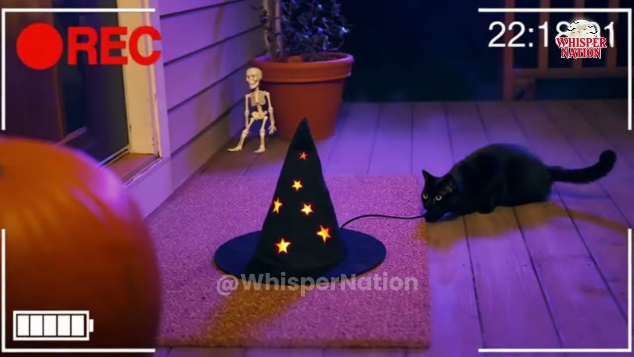 🎃CCTV | Halloween Mix: Cat Plays with Hat & Animals Scared by Decor