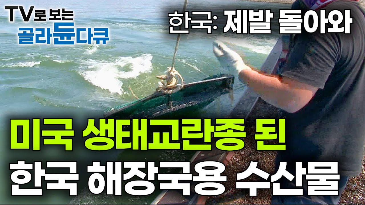 한국인들이 애타게 찾는 미국 가버린 조개의 정체｜이젠 보기 힘든 섬진강 재첩｜극한직업｜#골라듄다큐
