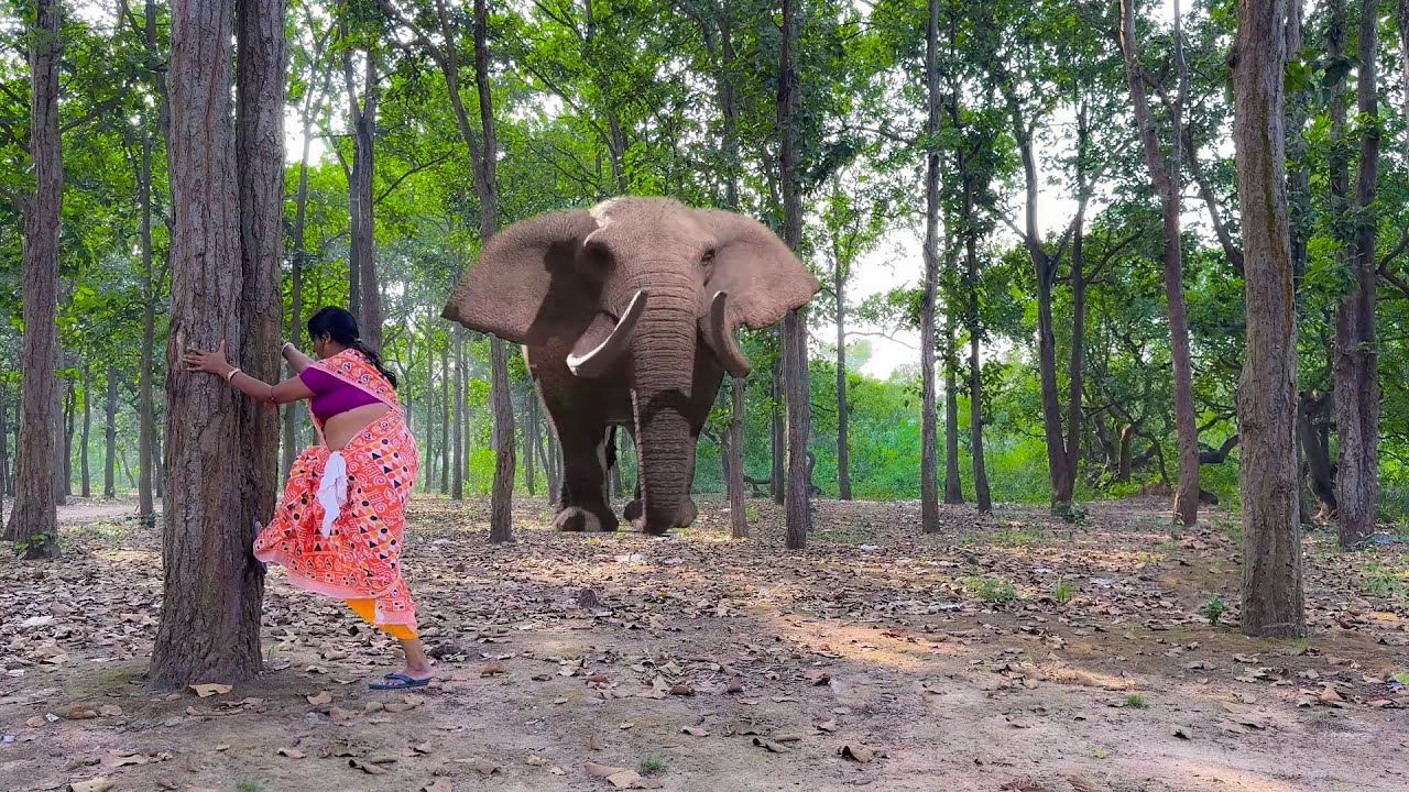 Elephant Attack Girl In Forest | Elephant Attack Jungle