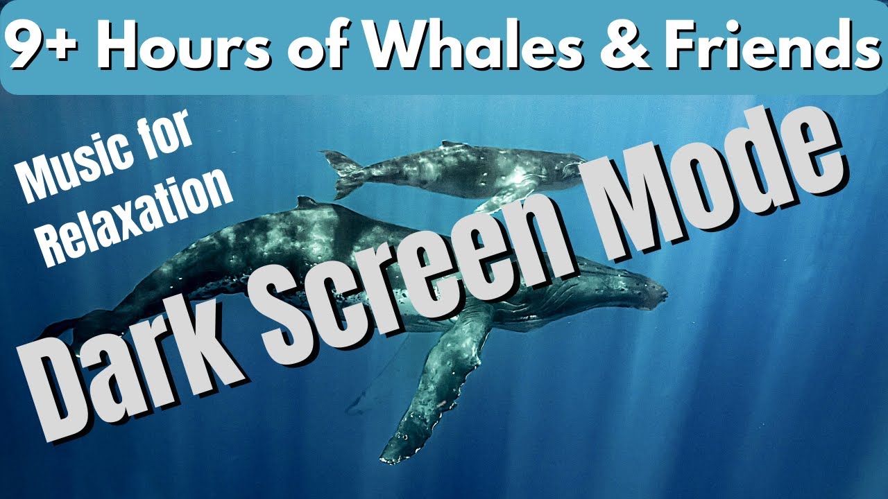 9+ Hours of Relaxation Music & Dark Screen for Ocean Lovers - Whales, Dolphin & Seal Sounds