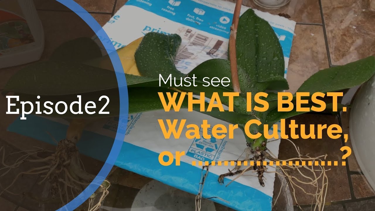 Episode 2: What is The BEST and The Fastest Way of Growing Orchid Roots: Water Culture or .......