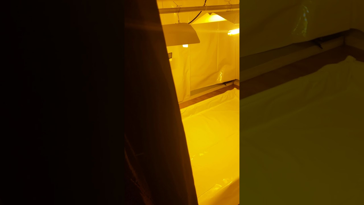 Rezman420 new grow room! 4x8 grow area under 2 600w hps 🤘 (not intended for minors under 19)