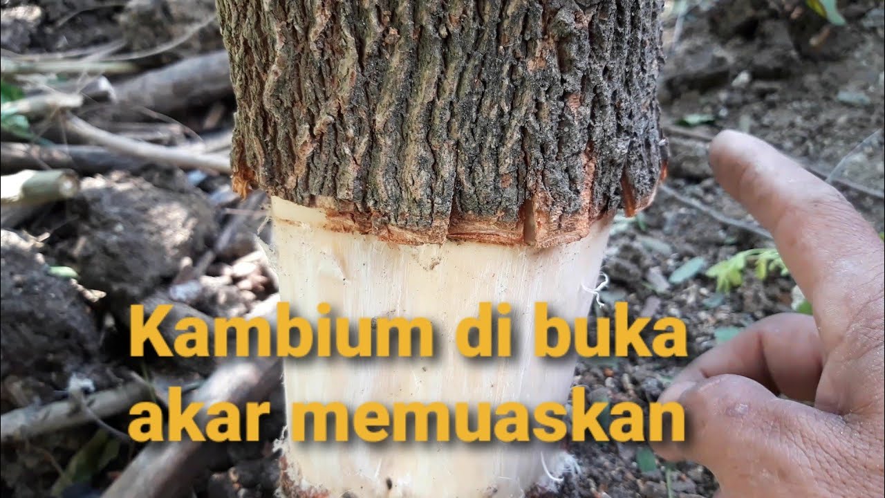 Cara Cangkok Bonsai Asam jawa yang Tepat dan cepat tumbuh akar