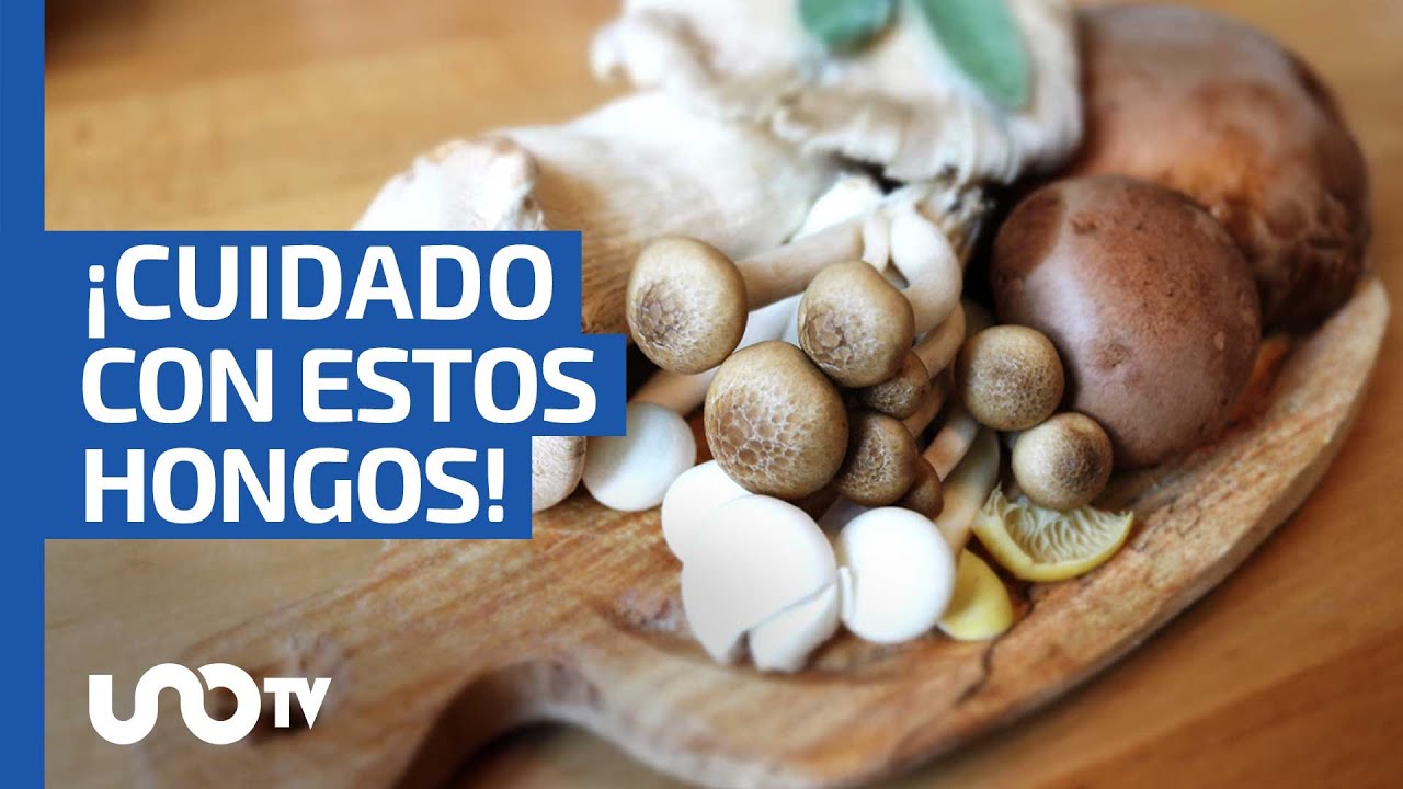 &iquest;Qu&eacute; hongos s&iacute; y cu&aacute;les no deber&iacute;as comer?