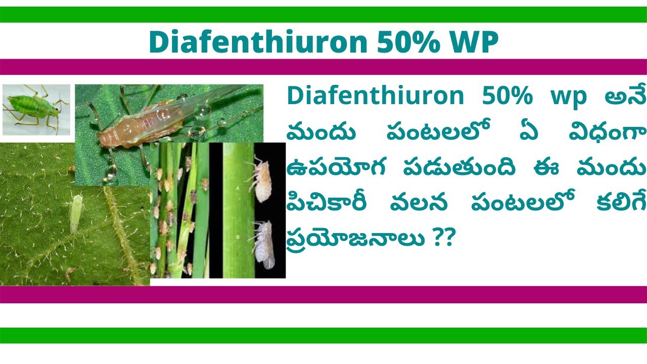 Diafenthiuron 50% wp Insecticide
