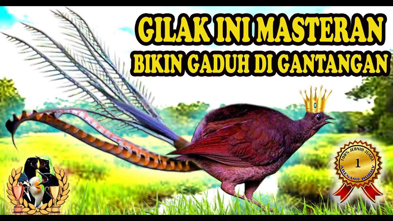Masteran Murai Batu Paling Ampuh