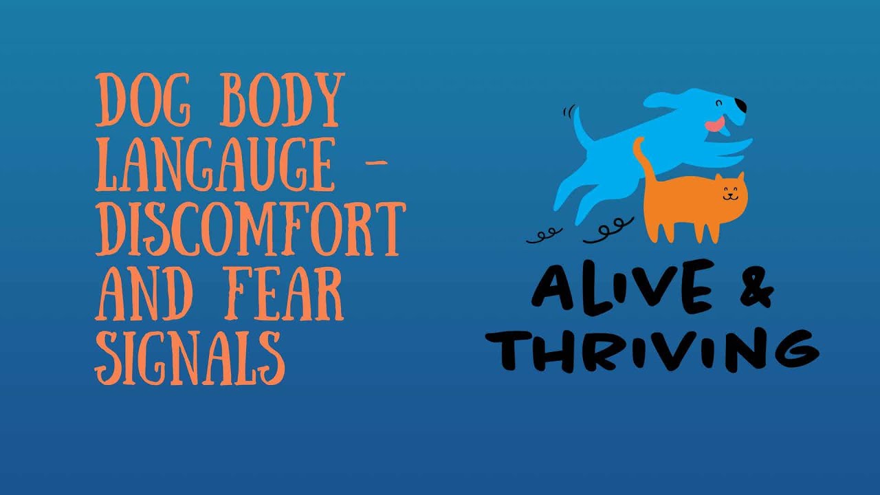Reading Dog Body Language - Discomfort & Fear Signaling