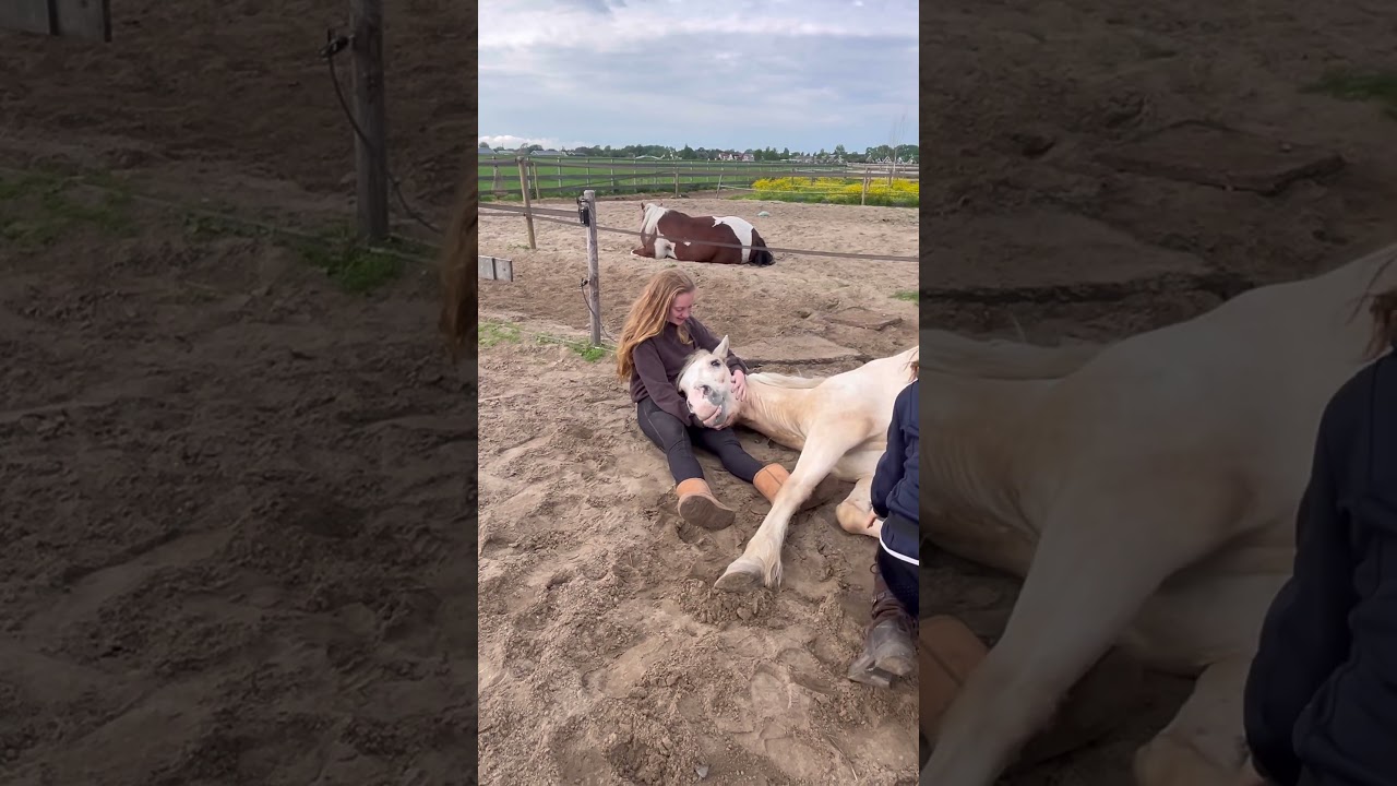 Trust 💙 #horses #equestrianjourney #horsetraining #viral