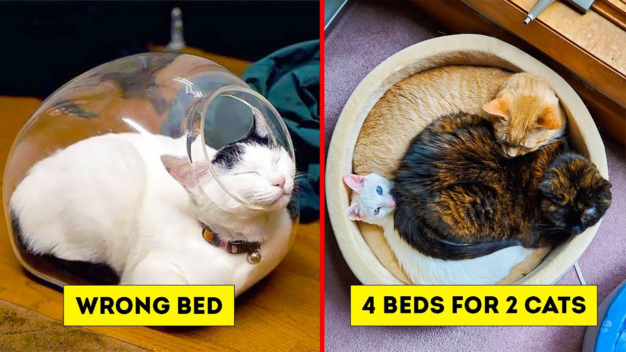 Funny Cat Logic Beds