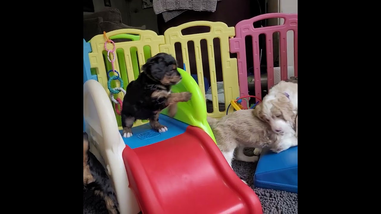 Here are our Celestial Skies F1b Mini Bernedoodles at 5 weeks! Manding training!