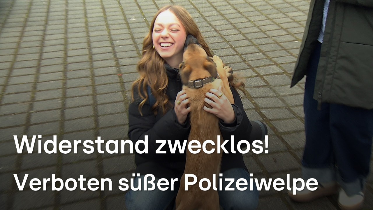 Die RTL Hessen Klickhits - tierisch, tolerant und wählerisch (irgendwie)