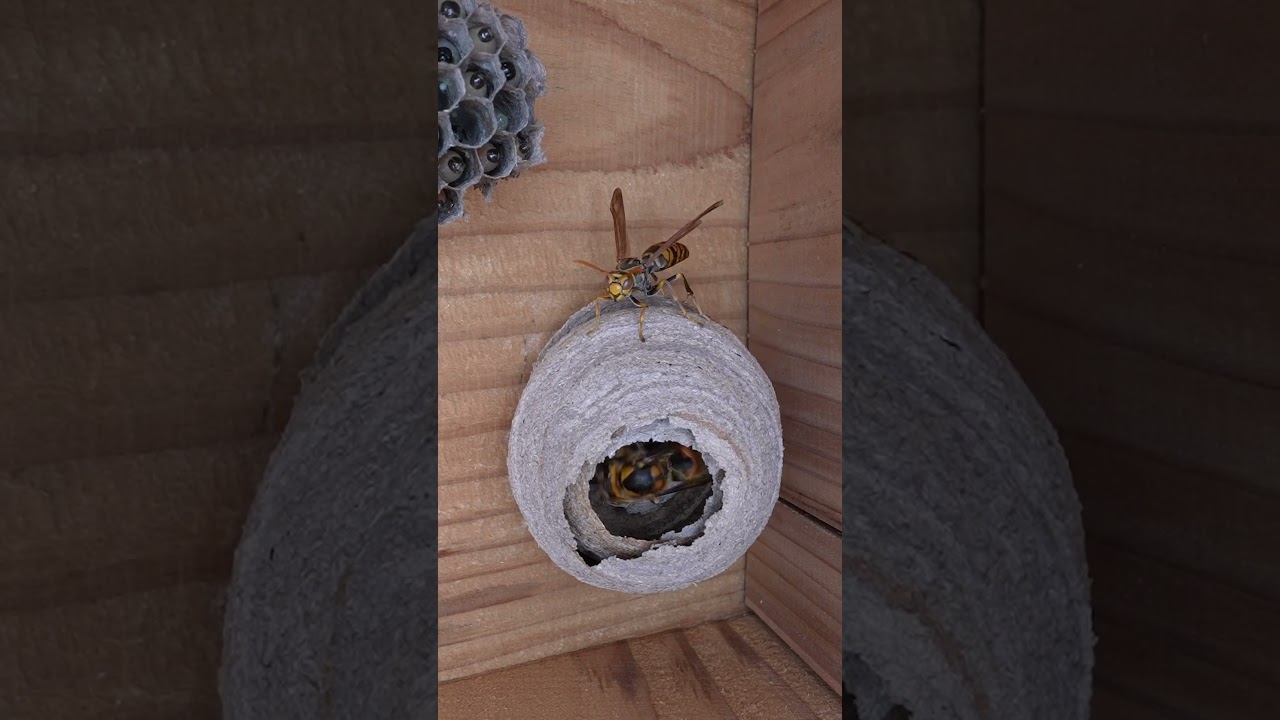 Wasp Queen Mistakenly Entered the Wrong Home