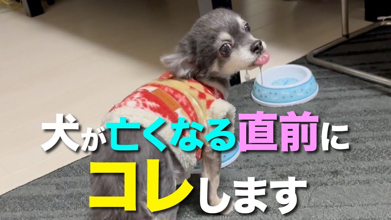 犬が亡くなる前に見せる７つの前兆