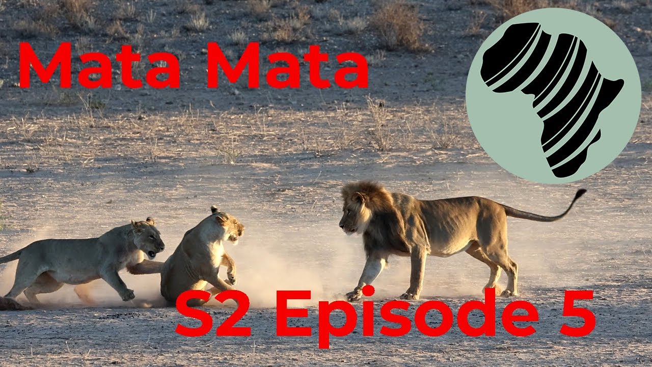 Mata Mata, Big Cats, Chalet Visitor and Adventure filled Night Drive! Oct23 SA S2 Ep 5