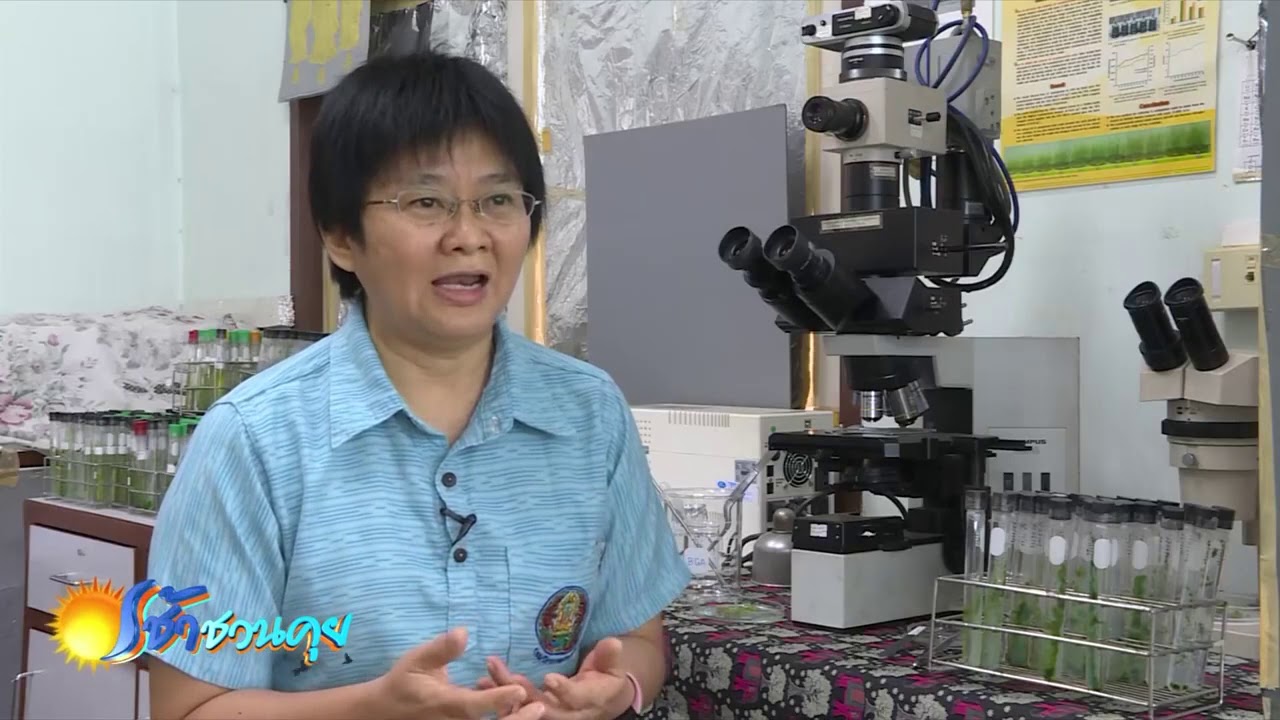 แหนแดง แชมป์ปุ๋ยพืชสด ให้ธาตุอาหารสูงแซงพืชตระกูลถั่ว / เช้าชวนคุย (CH9) 1 มี.ค. 64
