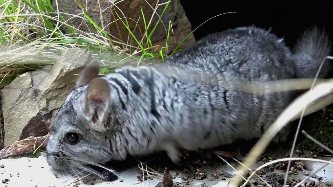 CHINCHILLAS 