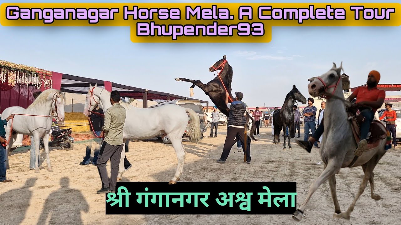 Ganganagar Horse Mela. A Complete Tour Bhupender93