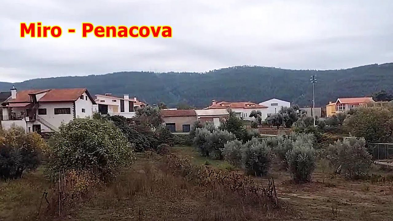 💖 Miro - Penacova - Distrito de Coimbra