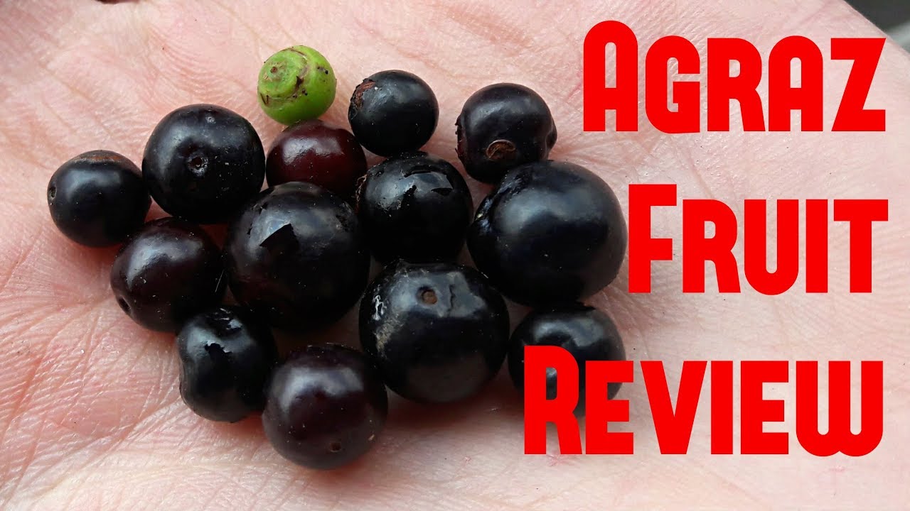 Agraz Berry Review (Vaccinium meridionale Swartz) - Weird Fruit Explorer Ep. 224