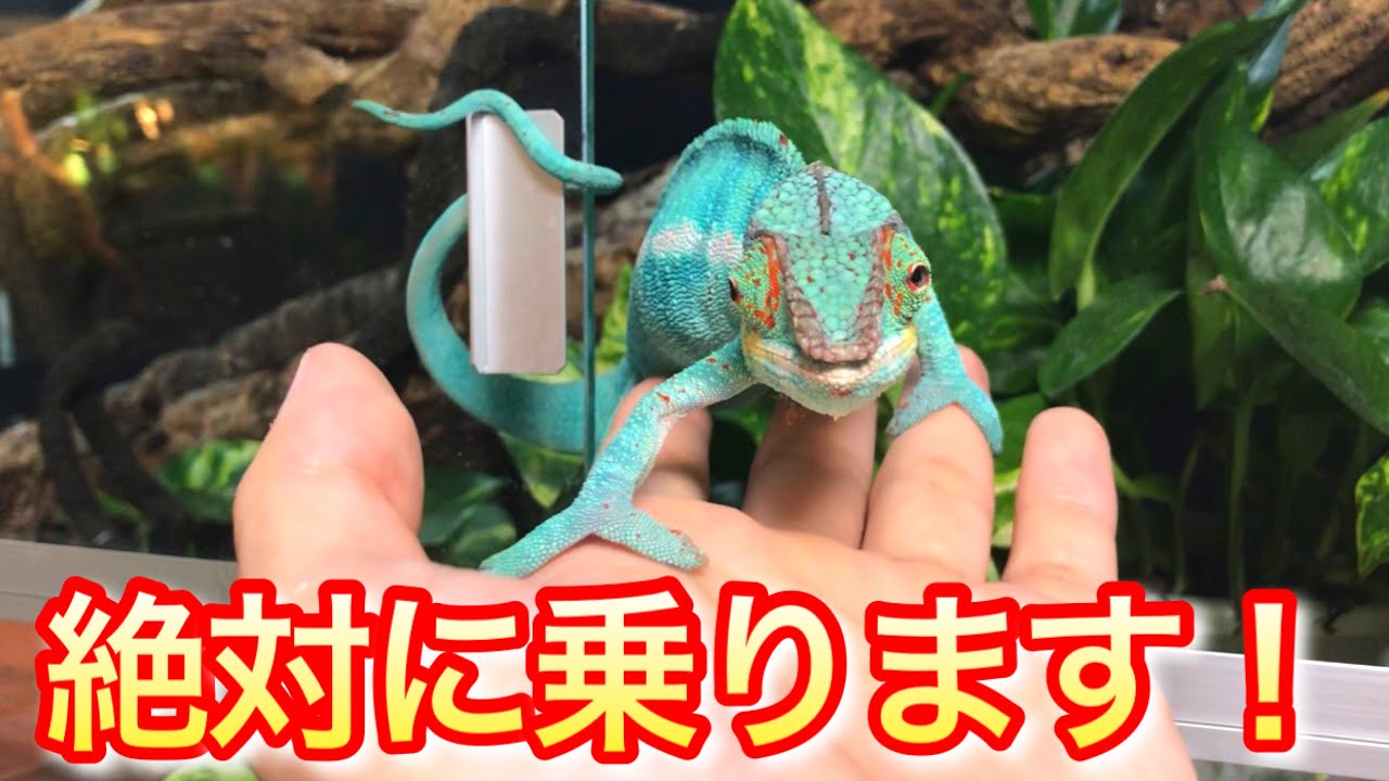 100%ハンドリング出来るカメレオンが可愛すぎる！