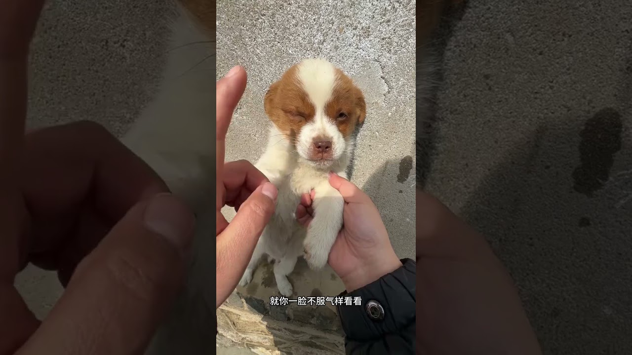 Qiuqiu's Surprise for Mom: Did the Dog's Play Hurt