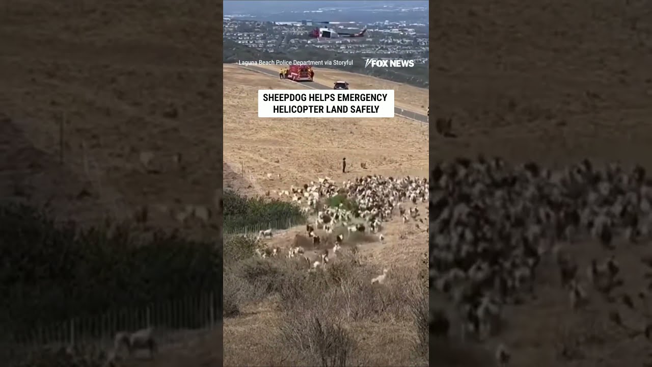 Sheepdog CLEARS field of goats for emergency helicopter landing #shorts #us #news #viral #dogs