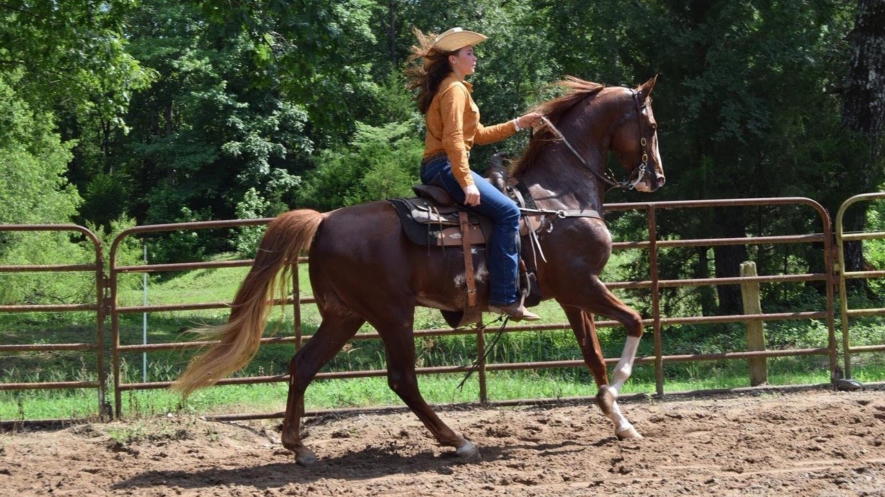 Winning Ride: Saddlebred Ranch Riding