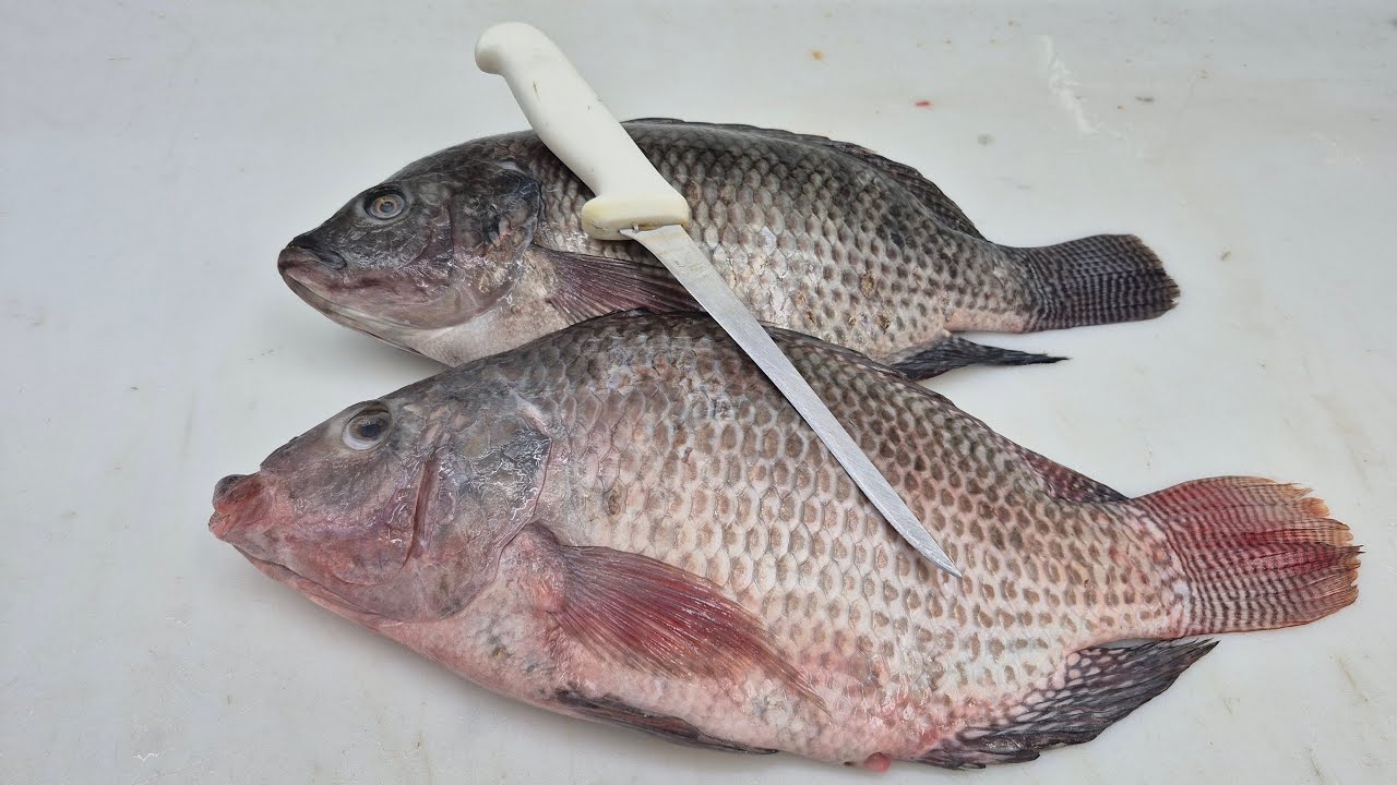Ao vivo! 4k Aula FILE DE TILAPIA JEITO MAIS FACIL PARA TODOS APRENDEREM!😱