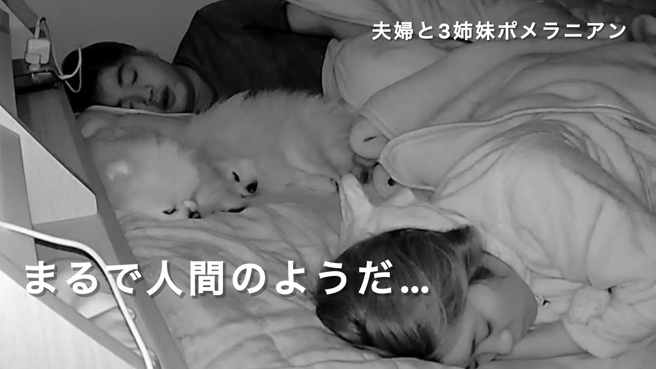 【モニタリング】いつも一緒に寝てる愛犬達の様子を朝まで撮影してみた！