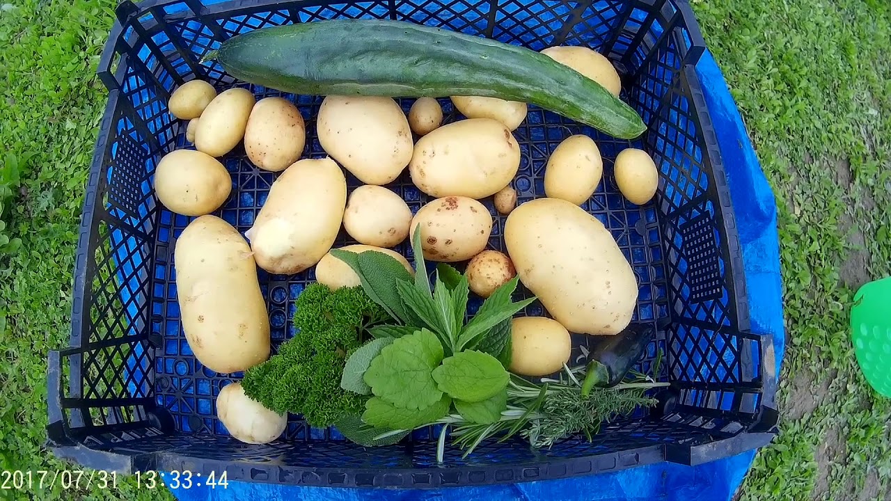 Plot 10 (Allotment) 2017