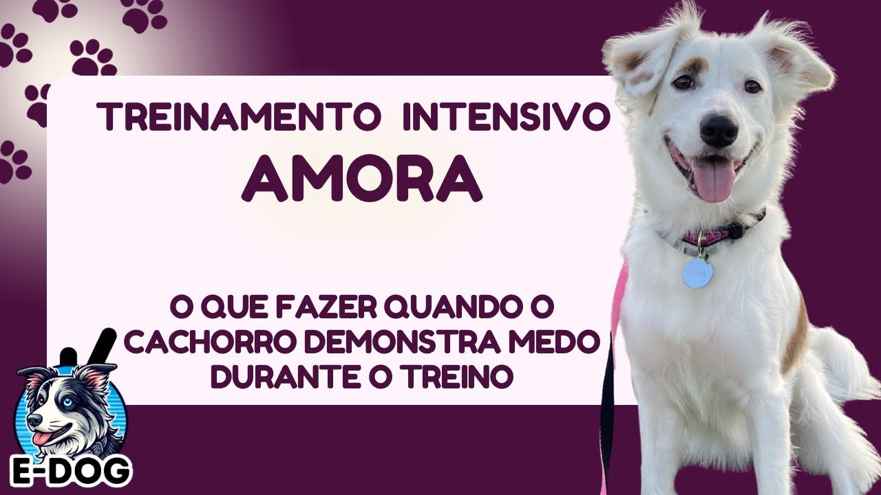 O que fazer quando o cachorro demonstra medo durante o treino - Dia 04 - Treinamento Intensivo Amora