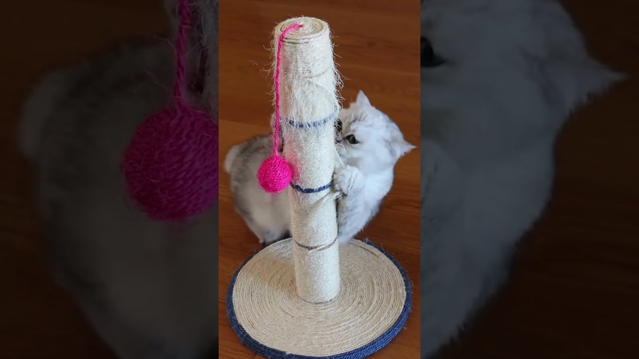 🔥 10 señales de que tu gato está aburrido (y casi nadie lo nota)